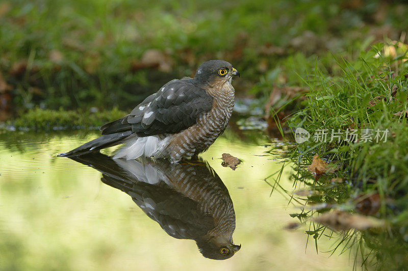 欧亚雀鹰(学名:Accipiter nisus)